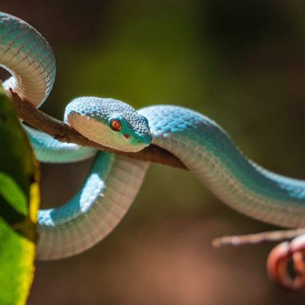 Lockdowns Fav Animal - Life.gonewild Sunda Island Pit Viper