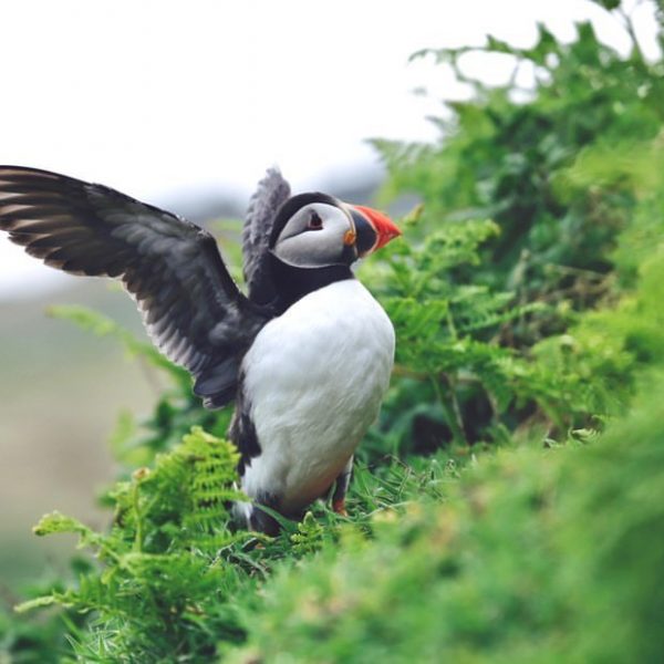 World Ocean Day - pridayswildlife Puffin